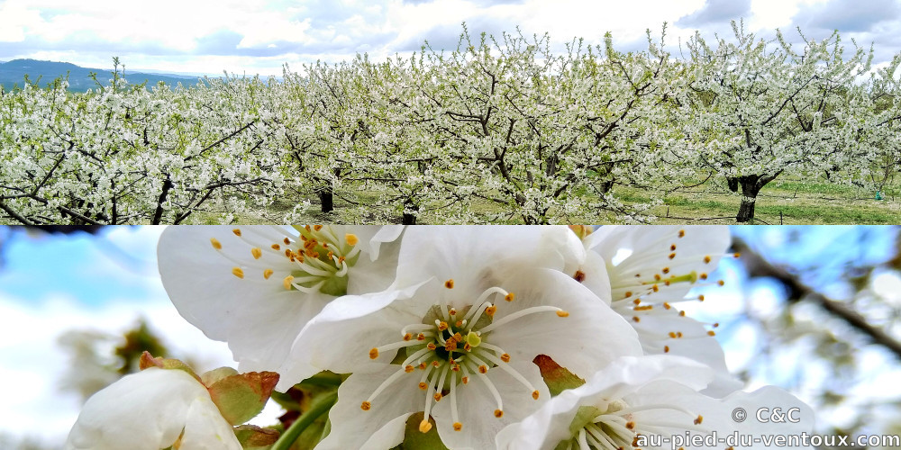 Au Pied du Ventoux, Chambres d'hôtes et Table d'hôtes, B&B, Flassan, Bédoin, Provence