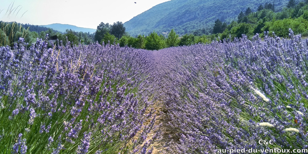 Au Pied du Ventoux, Chambres d'hôtes et Table d'hôtes, B&B, Flassan, Bédoin, Provence